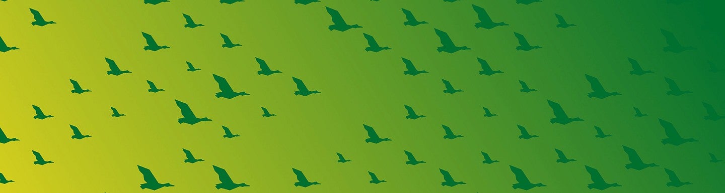 yellow to green gradient background with green flying duck pattern