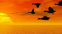 Image of Ducks flying in front of rising sun 
