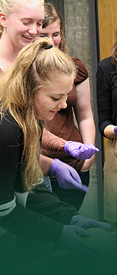 Smiling female students leaning over a lab table and wearing purple latex gloves. One student is reaching for a brain that is set on a tray on the lab table. 