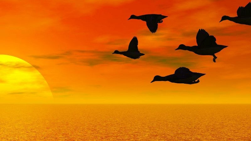 Image of Ducks flying in front of rising sun 